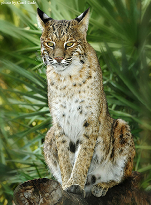 Photo of Bobcat