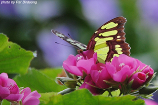 yellow butterfly on purple flowers image