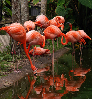 image of a group of flamingos