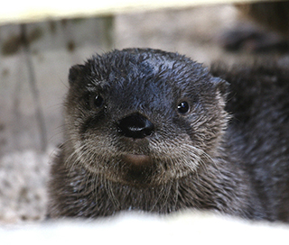 face of an otter image