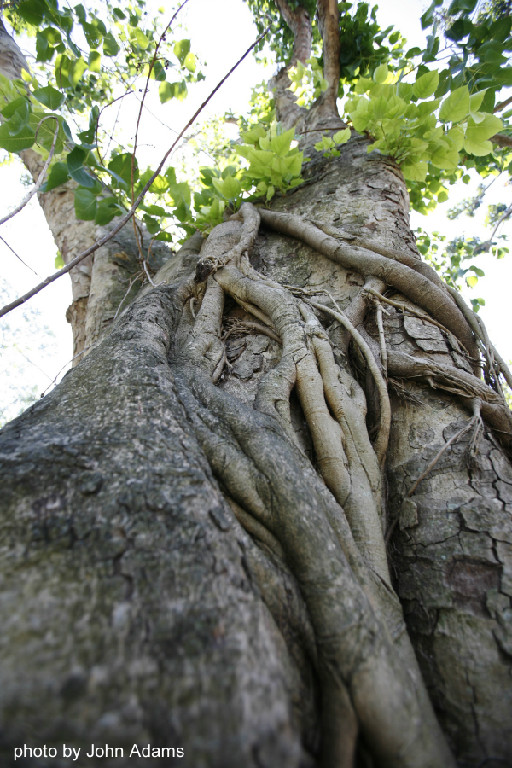 perspective looking up at a 102 ft tree image
