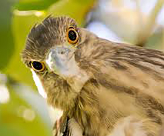 Image of a brown bird looking straight at you
