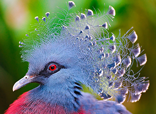 Profile of a Blue Bird with Fun Feathers